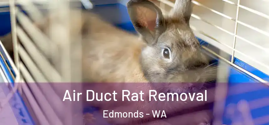  Air Duct Rat Removal Edmonds - WA