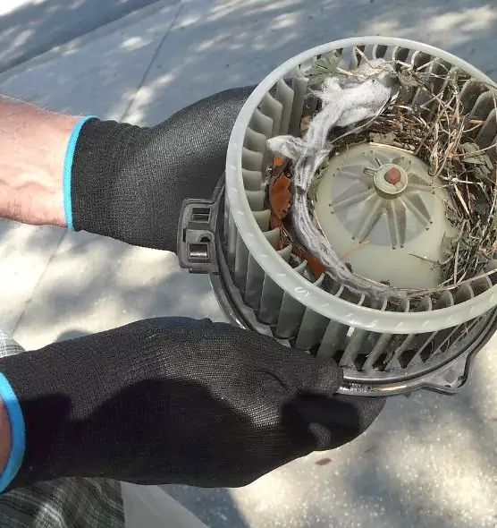 About Air Duct Mice Removal in Edmonds, WA